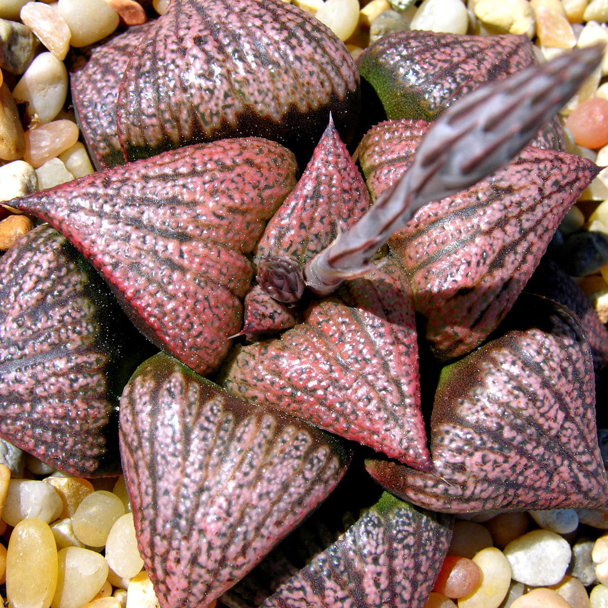 Observations of leaf traits of Haworthia splendens and H. splendens hybrids