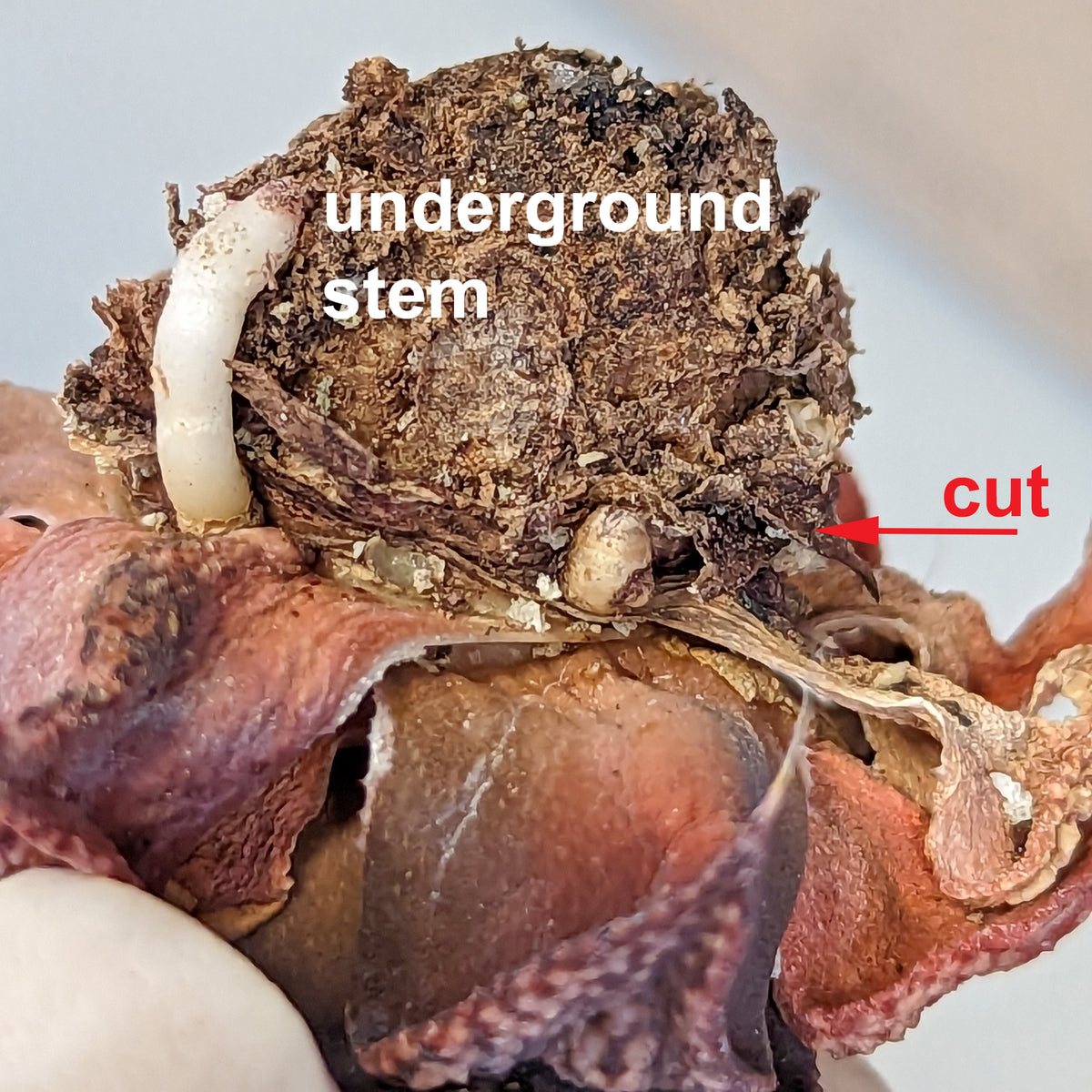 Long-Term Maintenance and Rejuvenation in Haworthia:  Underground Stem Removal