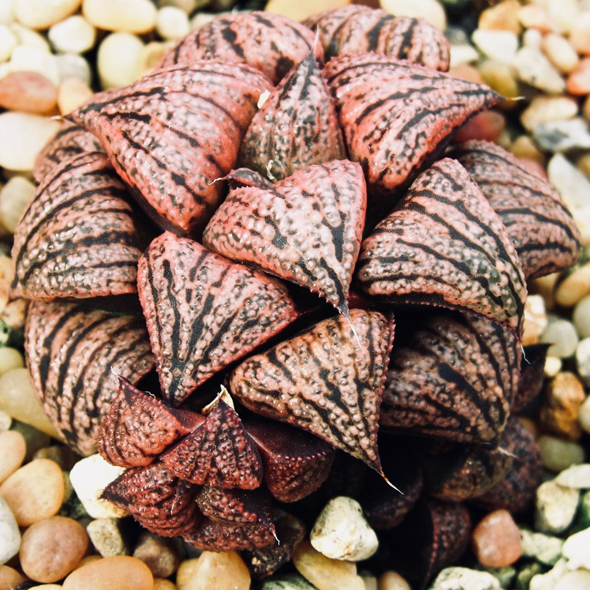 Introducing Artisan Plants