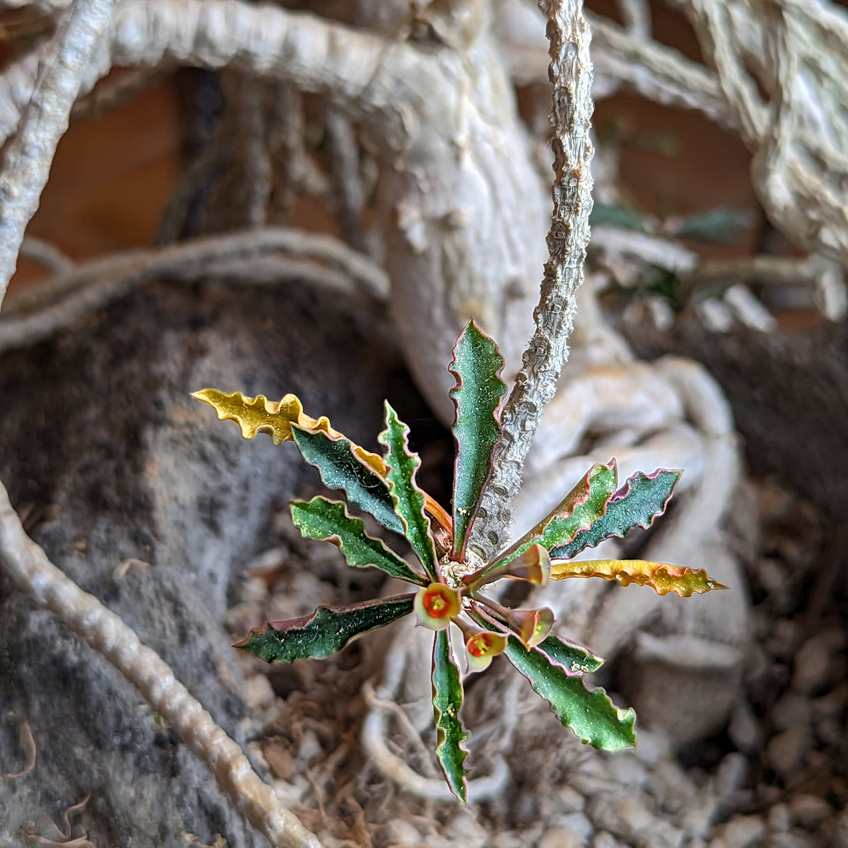 A dive into the fascinating world of Madagascar's enchanting succulent Euphorbs