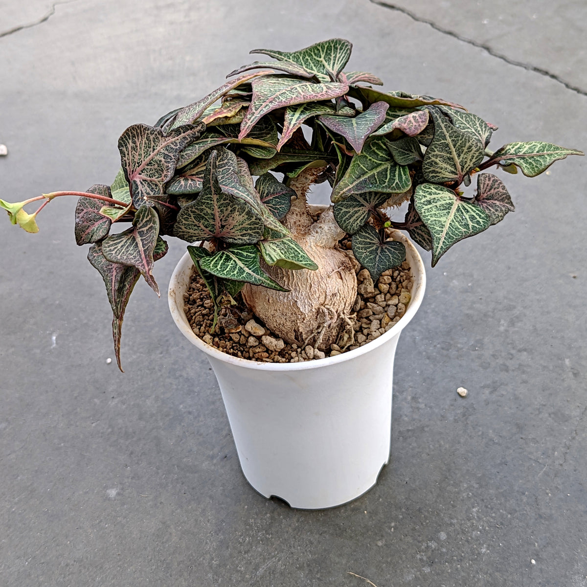 Unveiling the Beauty of Euphorbia Francoisii: The Ultimate Houseplant for Succulent Lovers