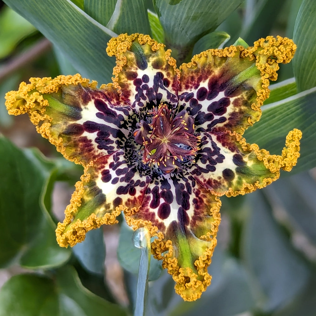 The Secret Life of Ferraria crispa