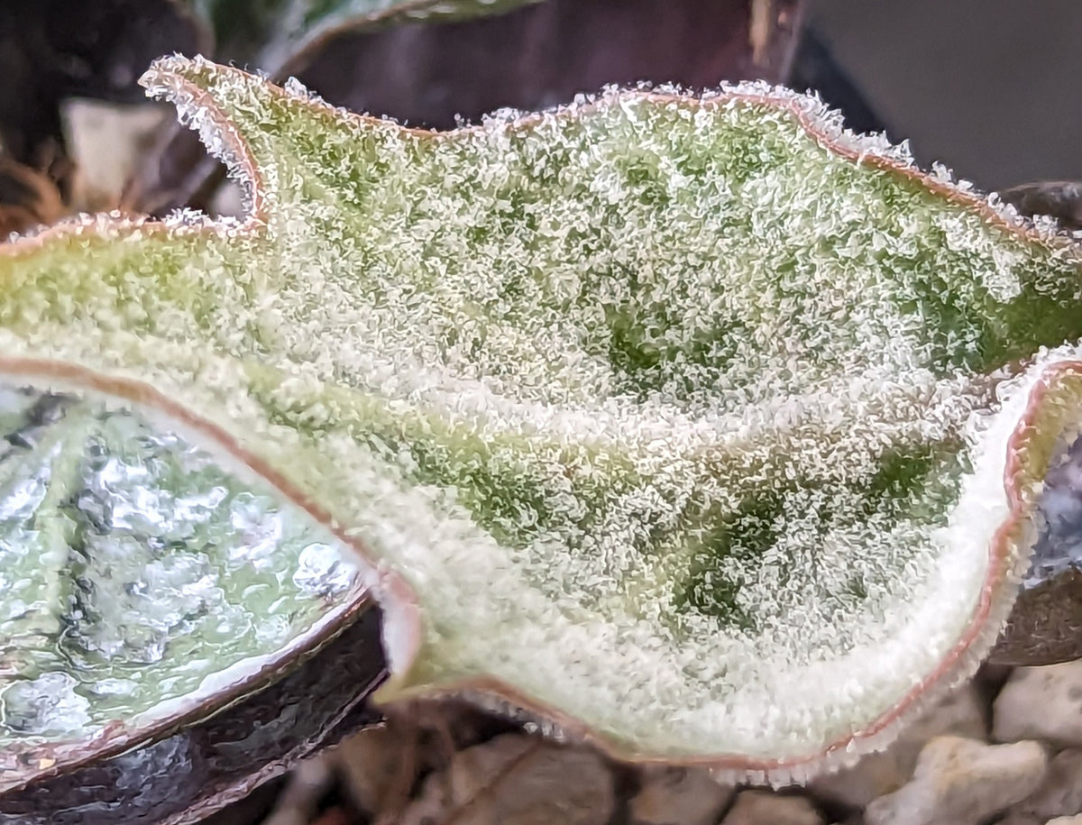 Plant enemy part 3: Powdery Mildew