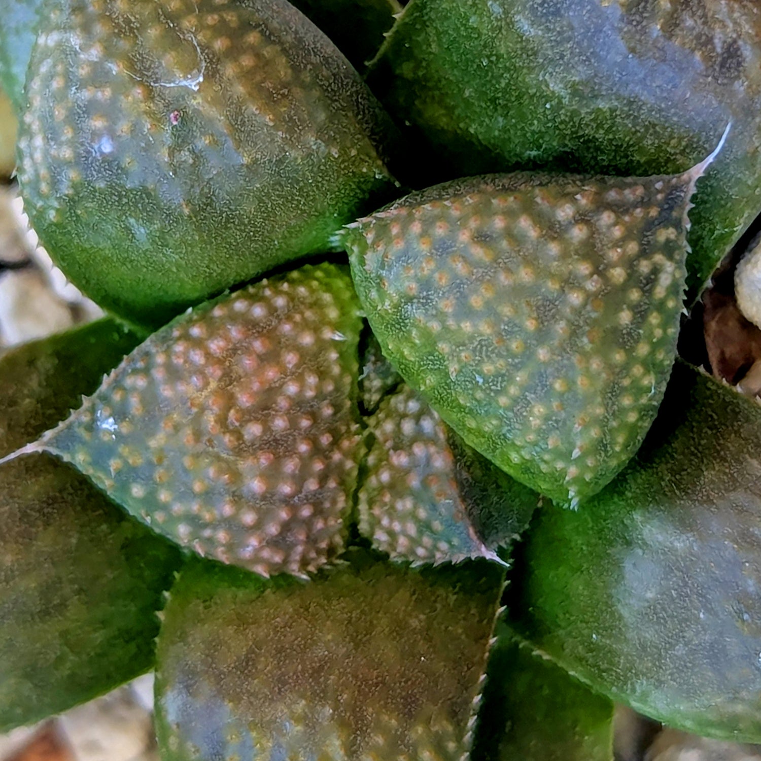 Haworthia PP661 hybrid series #1