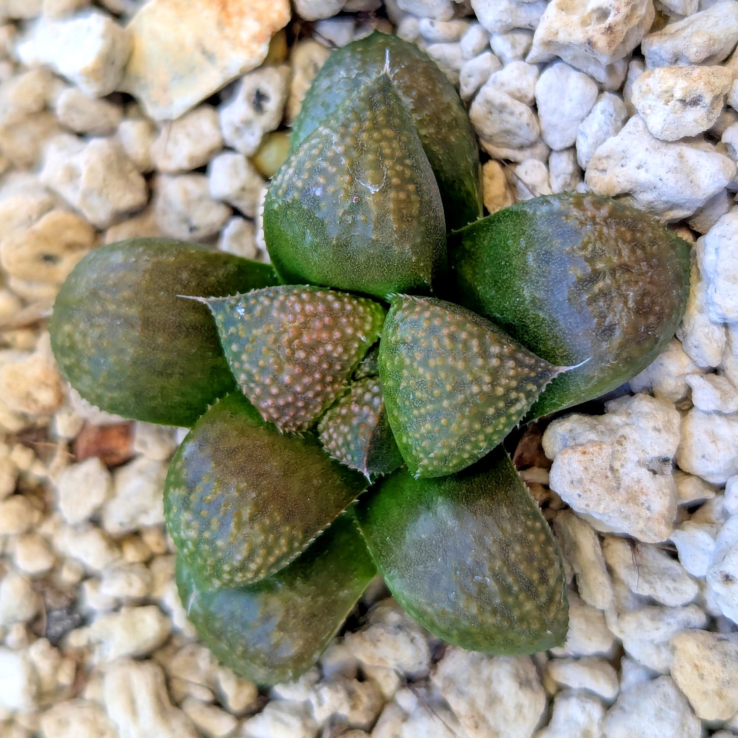 Haworthia PP661 hybrid series #1