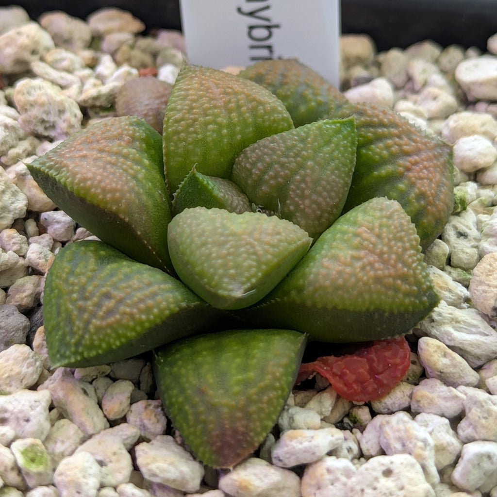 Haworthia PP661 hybrid series #1