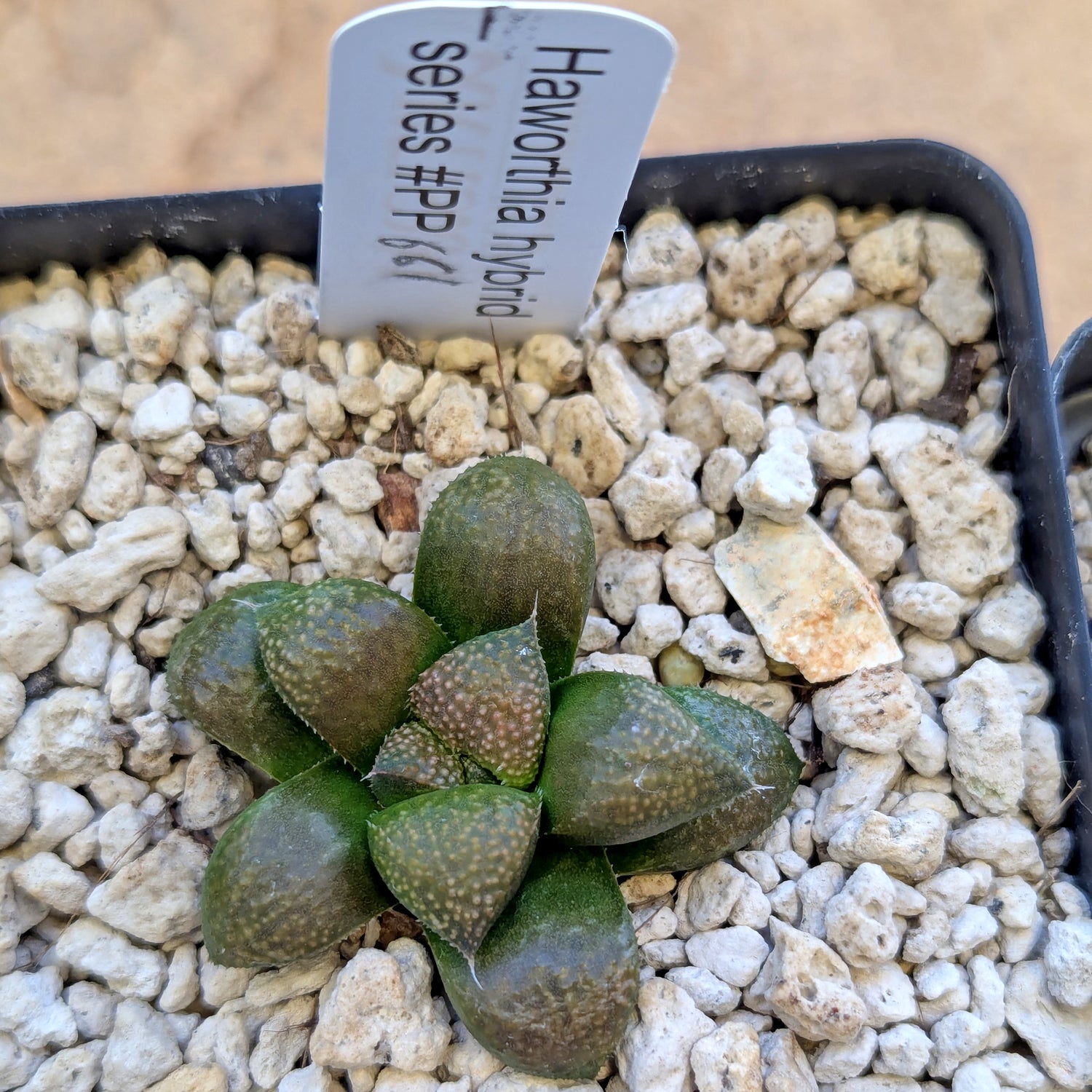 Haworthia PP661 hybrid series #1