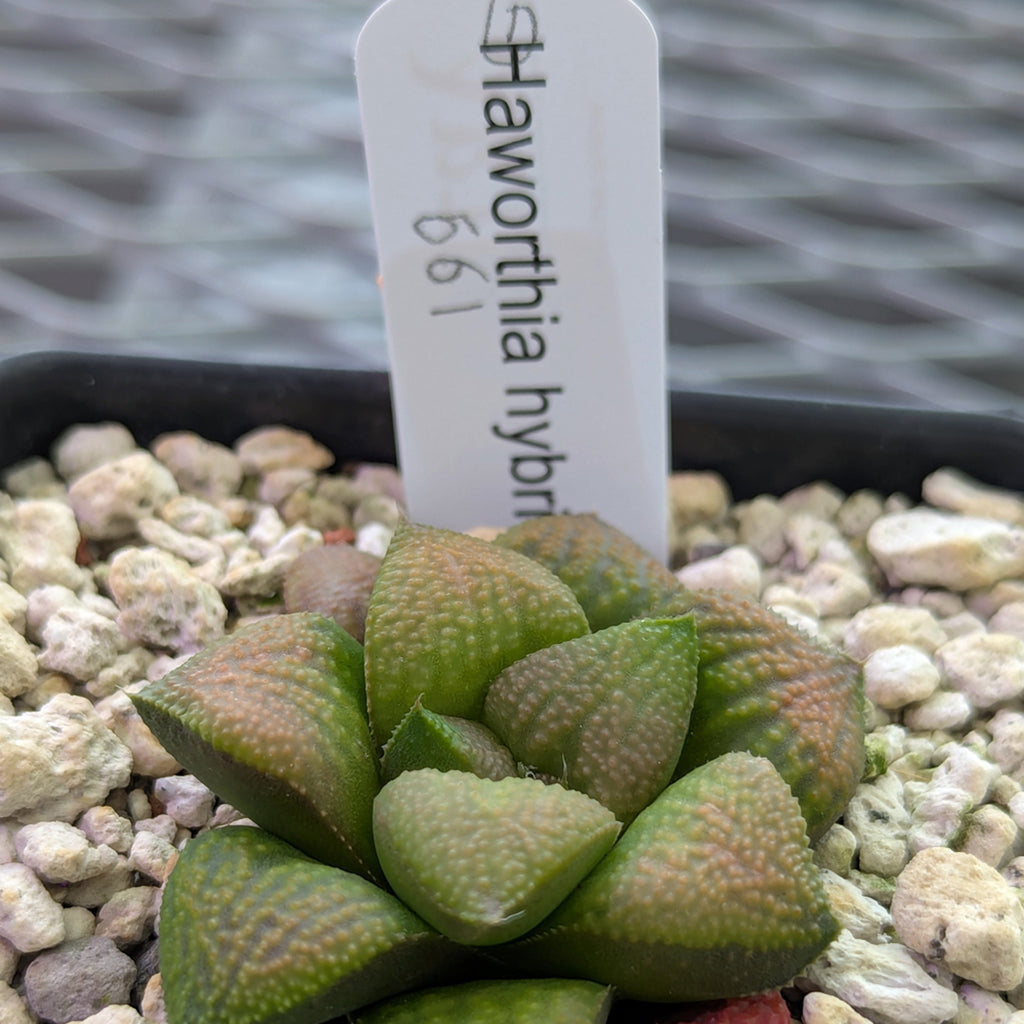 Haworthia PP661 hybrid series #1