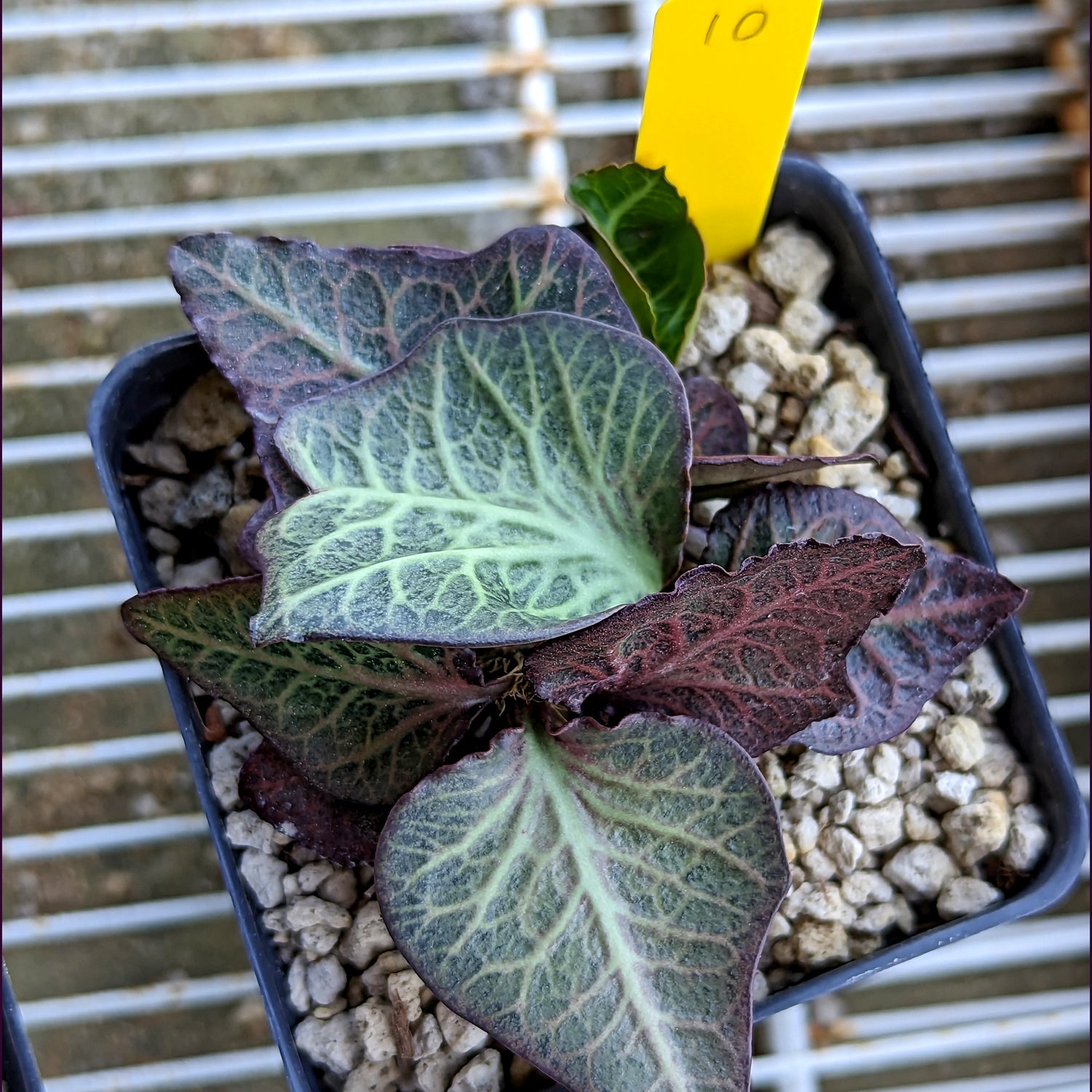 Euphorbia francoisii #10 SOLD OUT