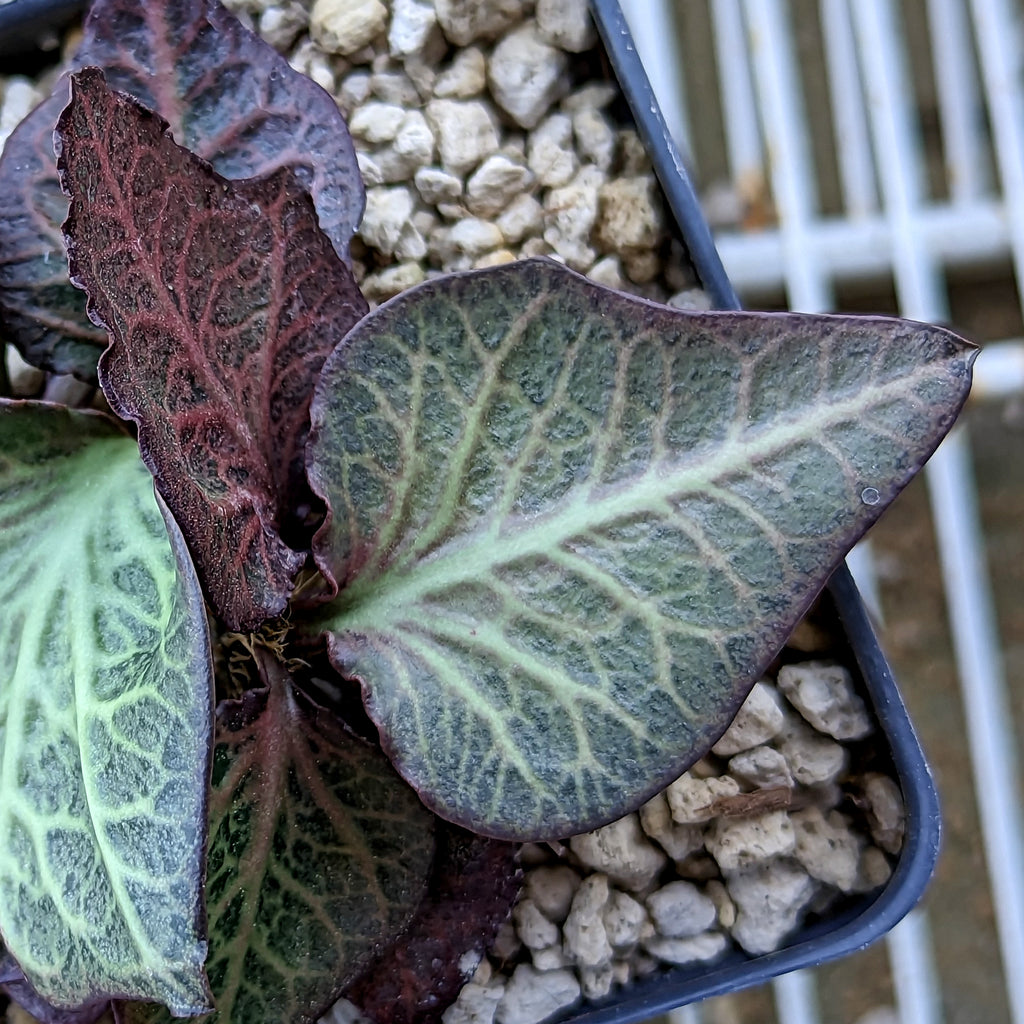 Euphorbia francoisii #10 SOLD OUT