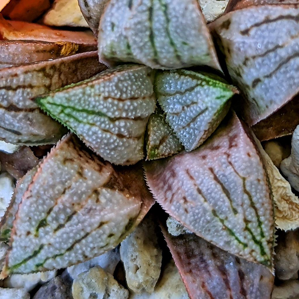 Haworthia hybrid series PP512 #10 SOLD OUT