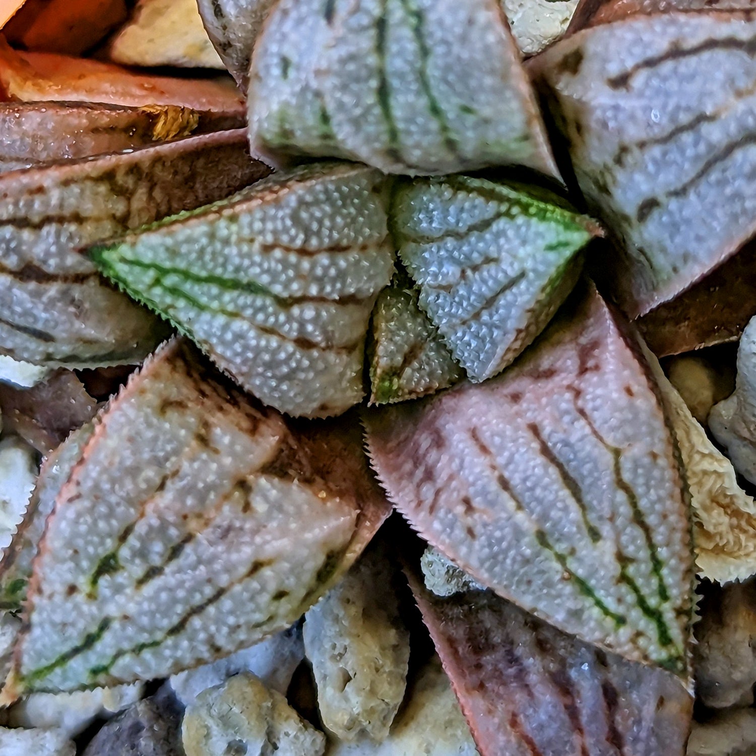 Haworthia hybrid series PP512 #10 SOLD OUT