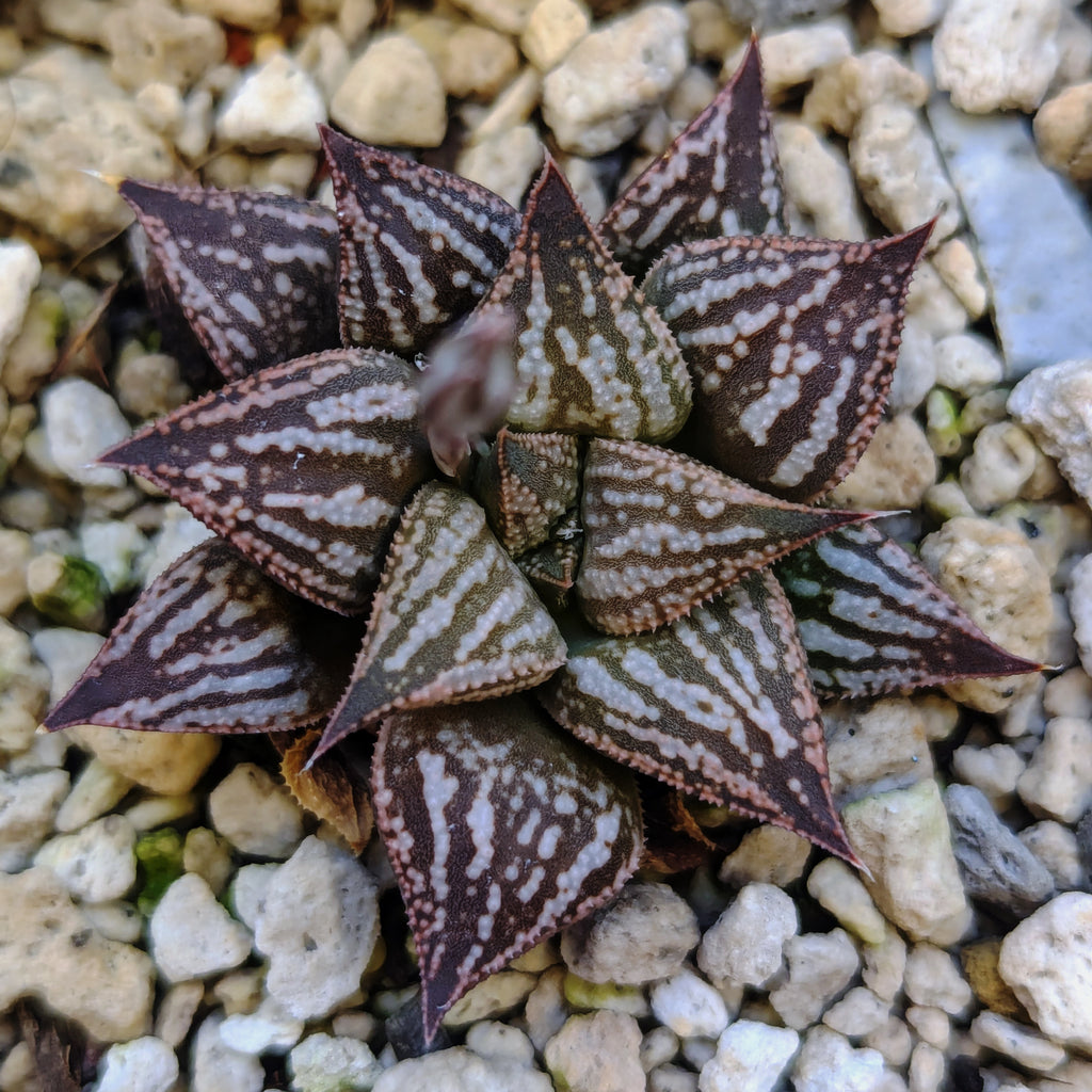 Haworthia PP616 hybrid series #10