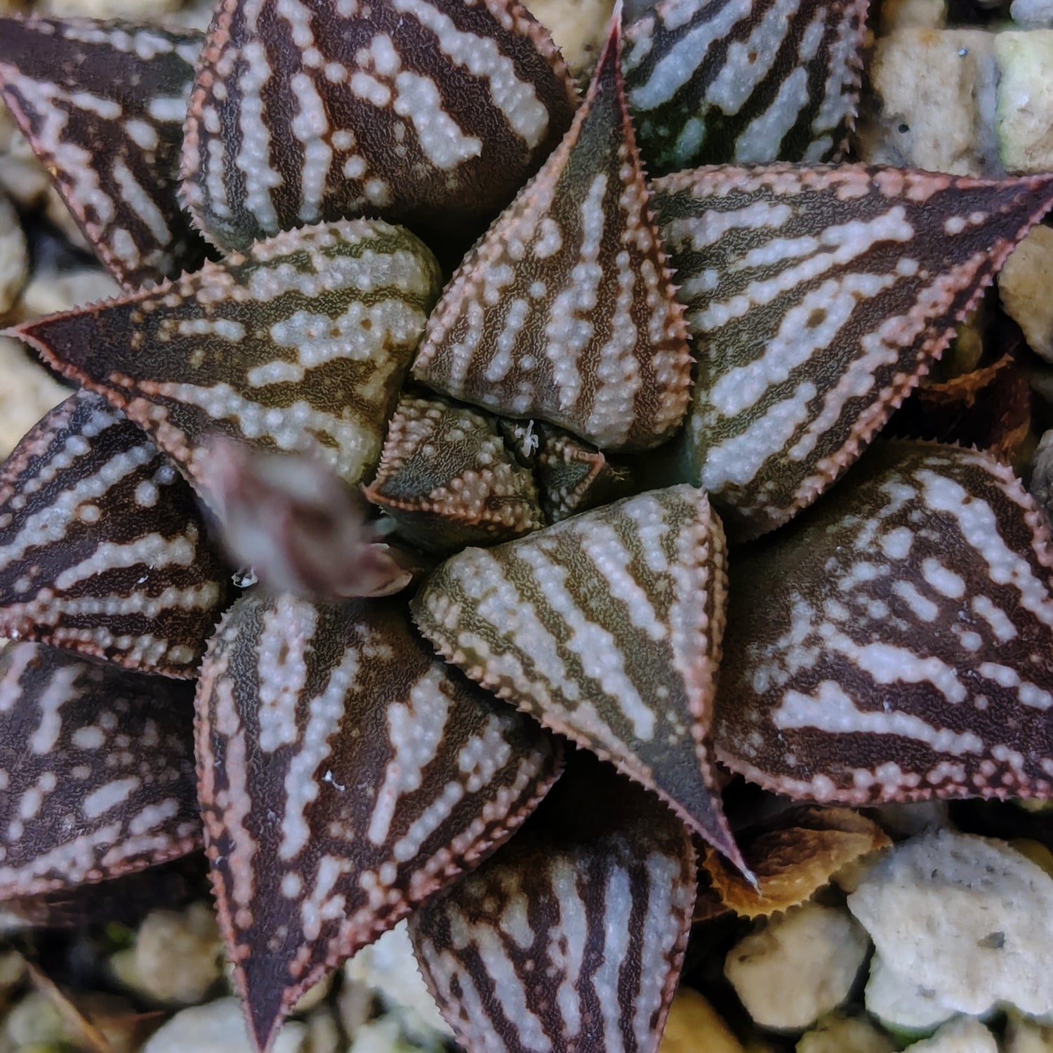 Haworthia PP616 hybrid series #10