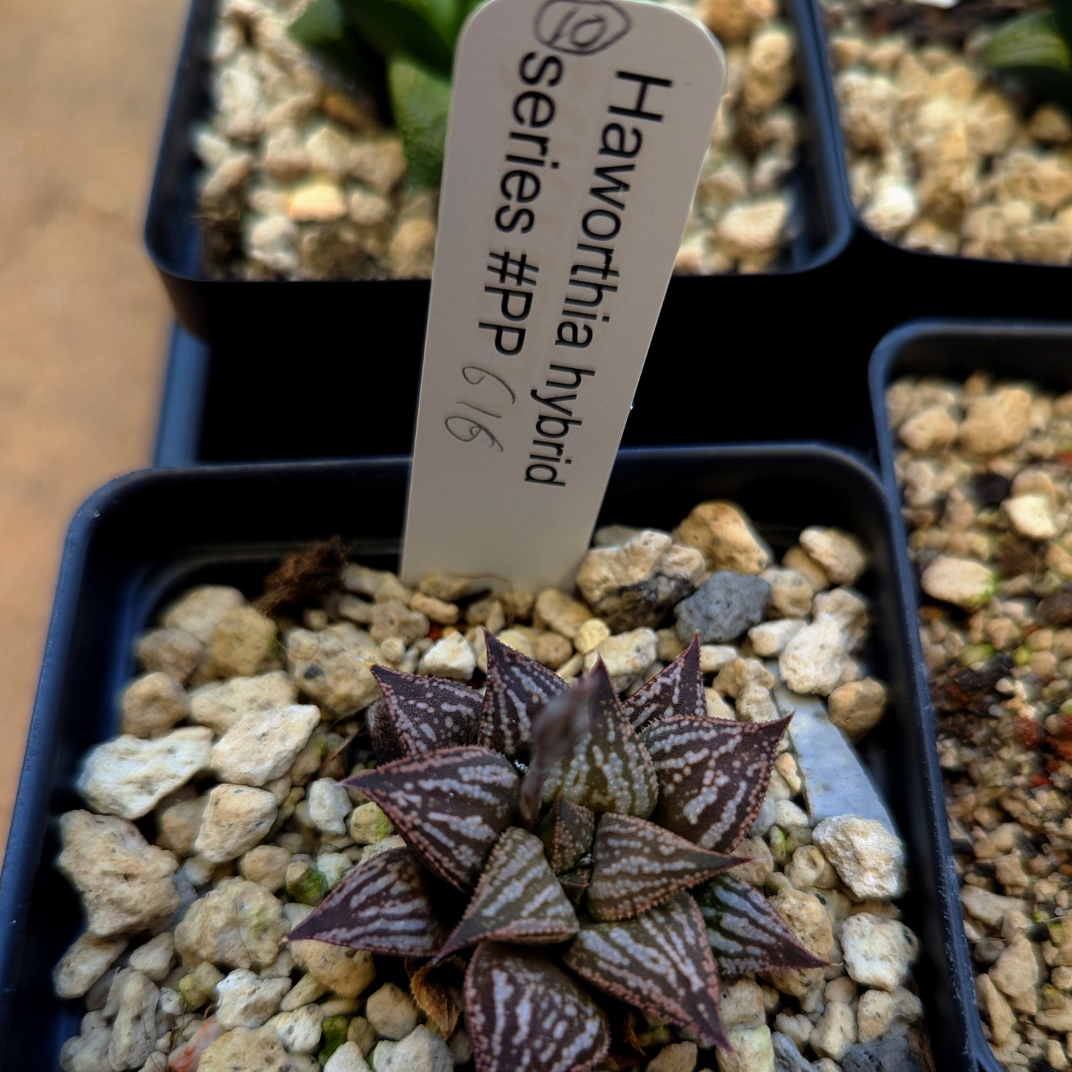 Haworthia PP616 hybrid series #10