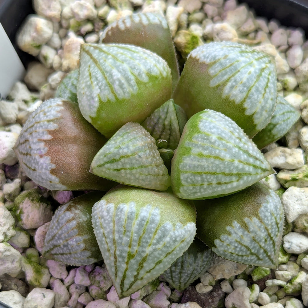 Haworthia PP619 hybrid series #10