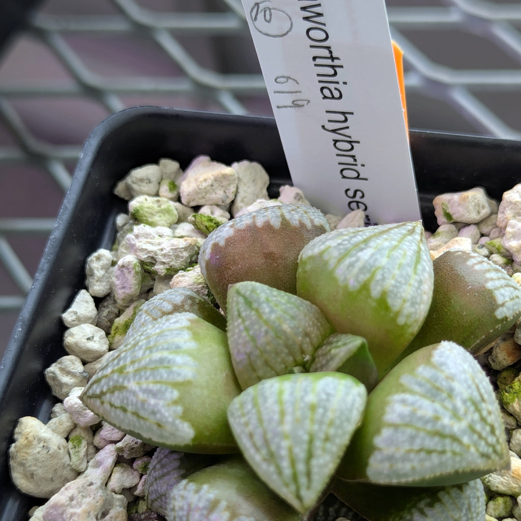 Haworthia PP619 hybrid series #10