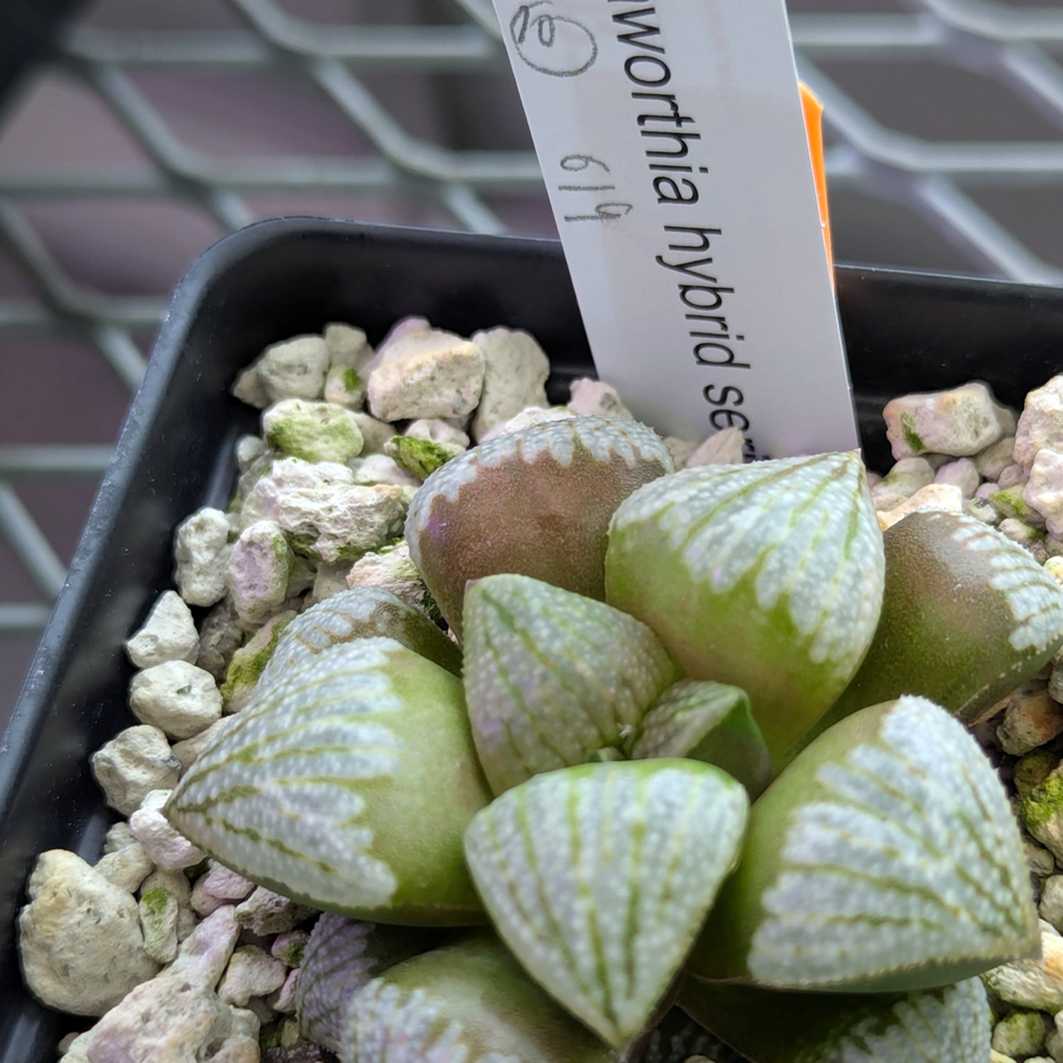 Haworthia PP619 hybrid series #10