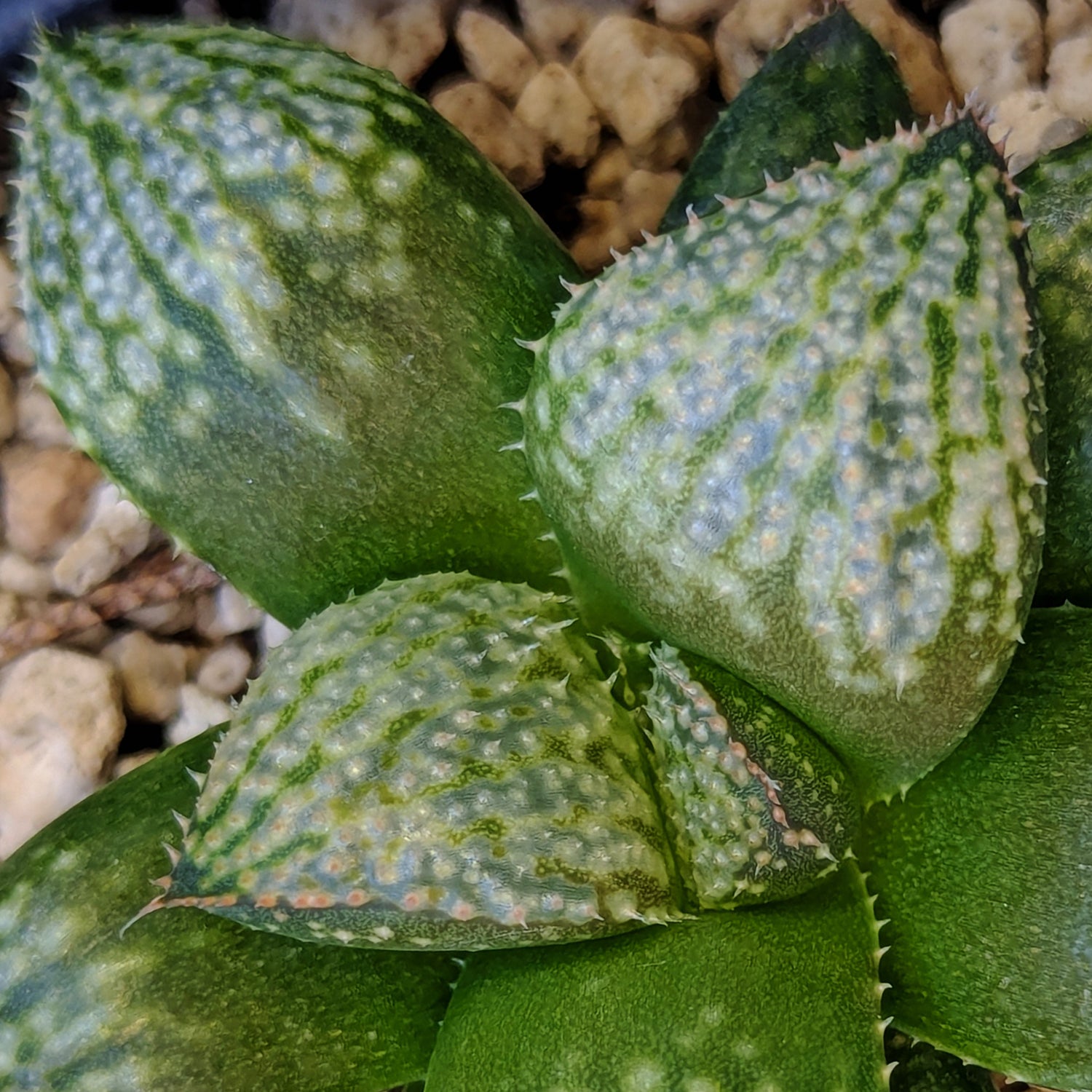 Haworthia "TetraTreasures" PP634 hybrid series #10