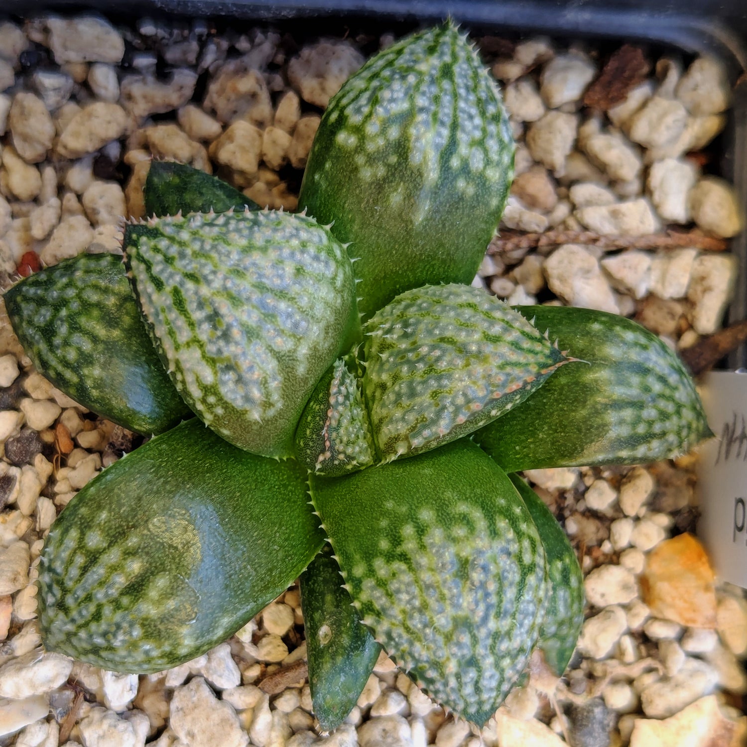 Haworthia "TetraTreasures" PP634 hybrid series #10