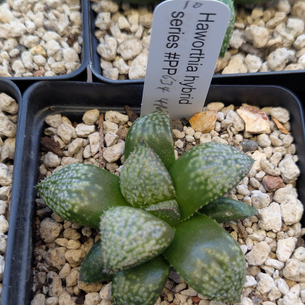 Haworthia "TetraTreasures" PP634 hybrid series #10
