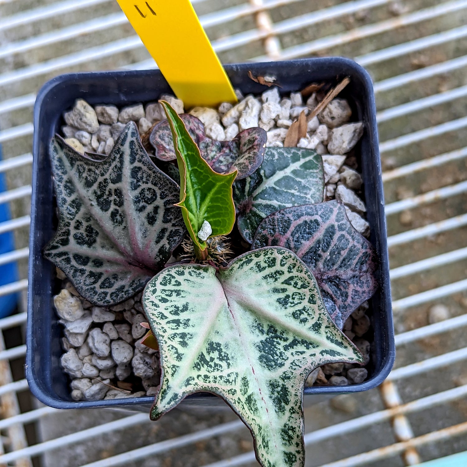 Euphorbia francoisii #11 SOLD OUT
