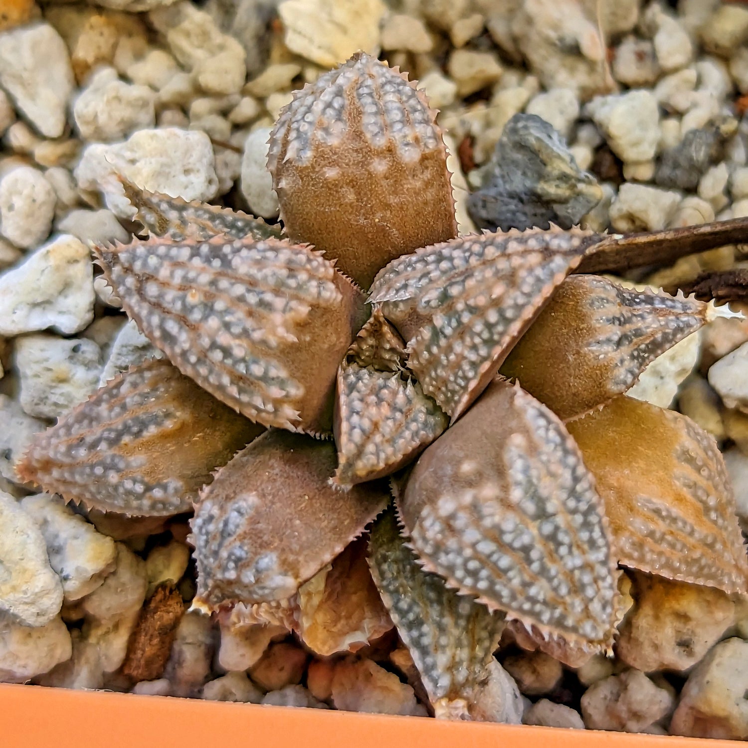 Haworthia hybrid series PP512 #11 SOLD OUT