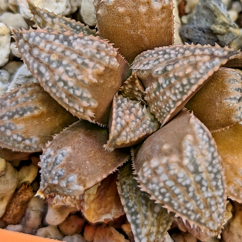 Haworthia hybrid series PP512 #11 SOLD OUT