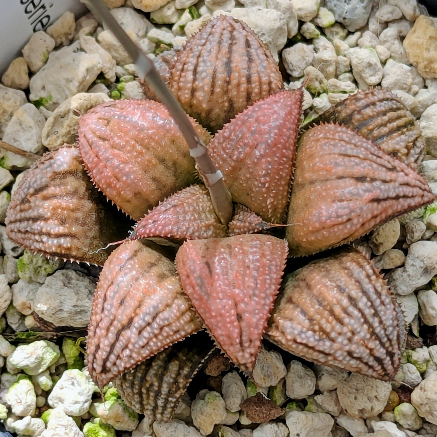 Haworthia PP614 hybrid series #11