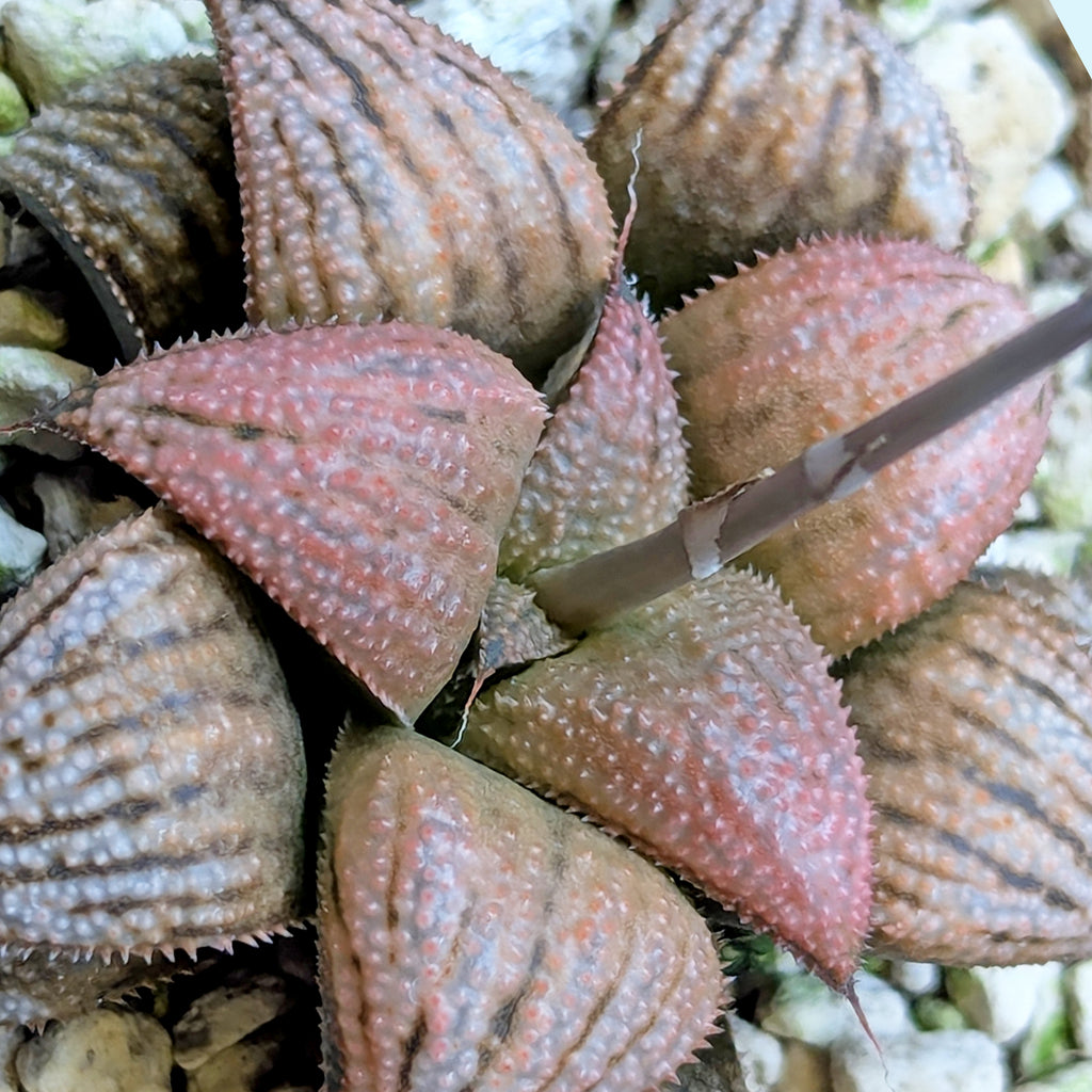 Haworthia PP614 hybrid series #11