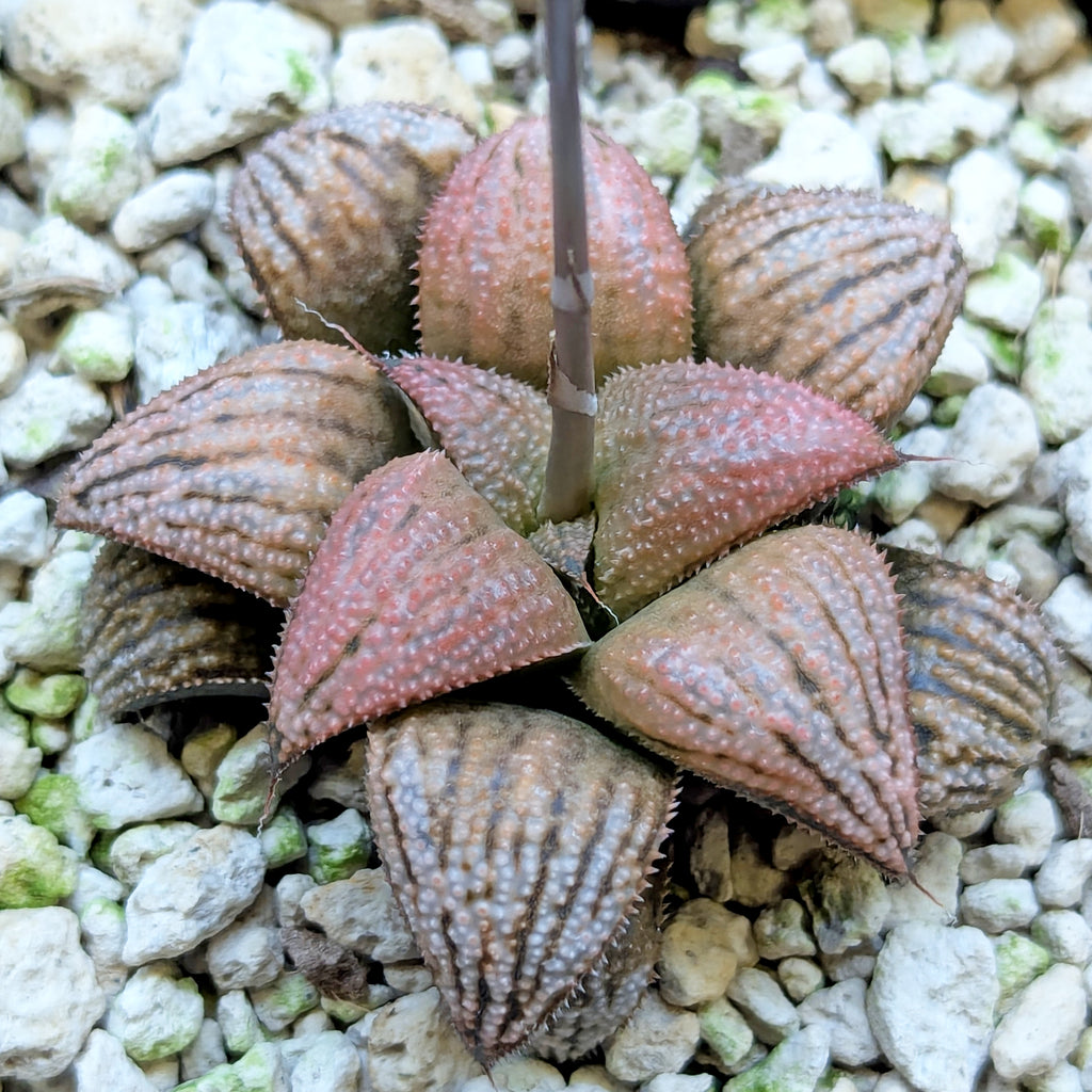 Haworthia PP614 hybrid series #11