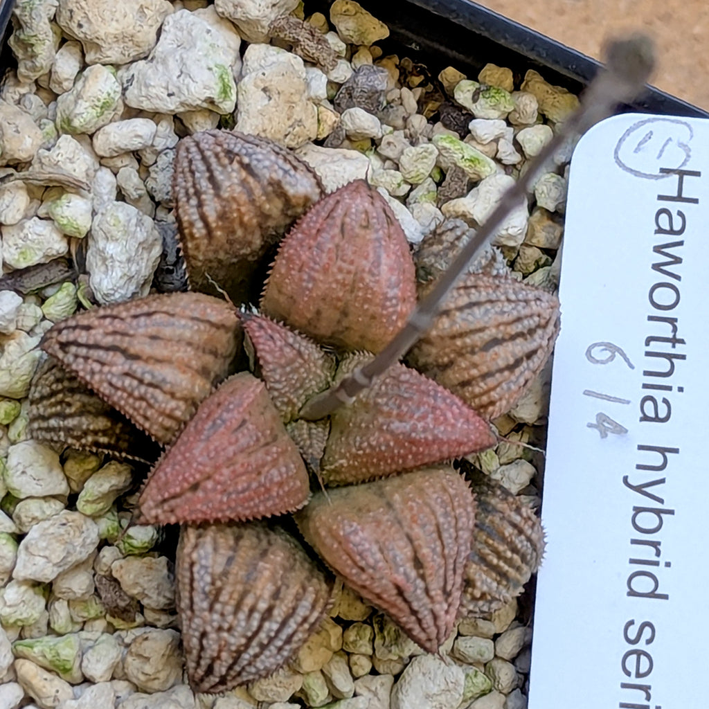 Haworthia PP614 hybrid series #11