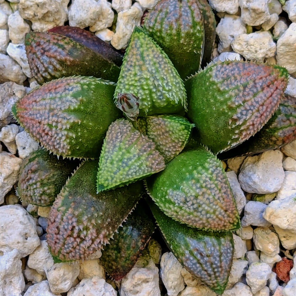 Haworthia hybrid series PP584 #11