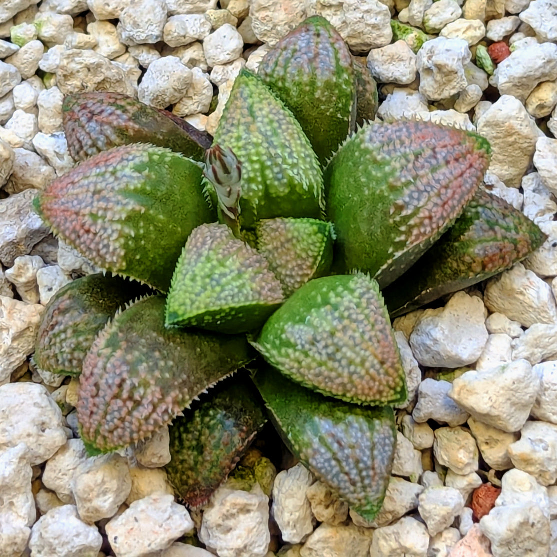 Haworthia hybrid series PP584 #11
