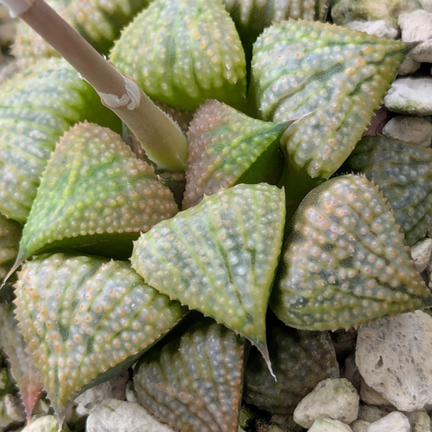Haworthia PP619 hybrid series #11