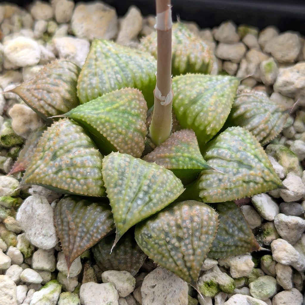 Haworthia PP619 hybrid series #11