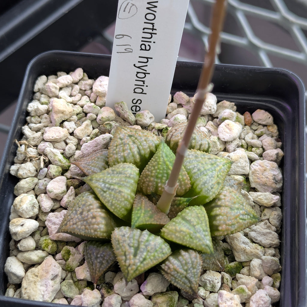 Haworthia PP619 hybrid series #11