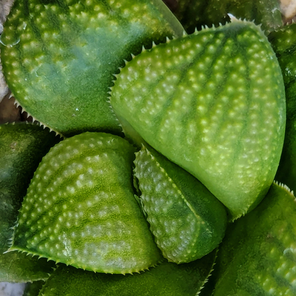 Haworthia PP661 hybrid series #11