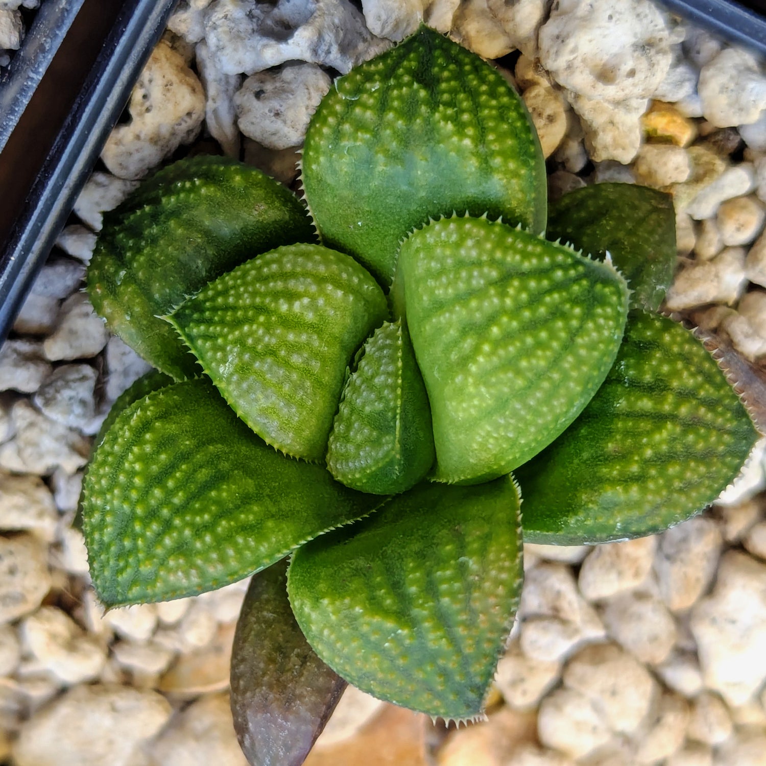 Haworthia PP661 hybrid series #11