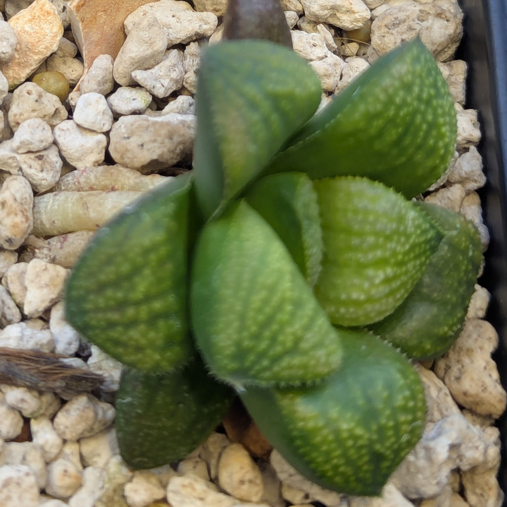 Haworthia PP661 hybrid series #11