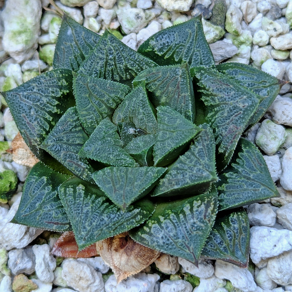 Haworthia PP326 hybrid series #12