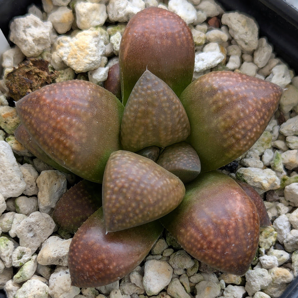 Haworthia PP619 hybrid series #12