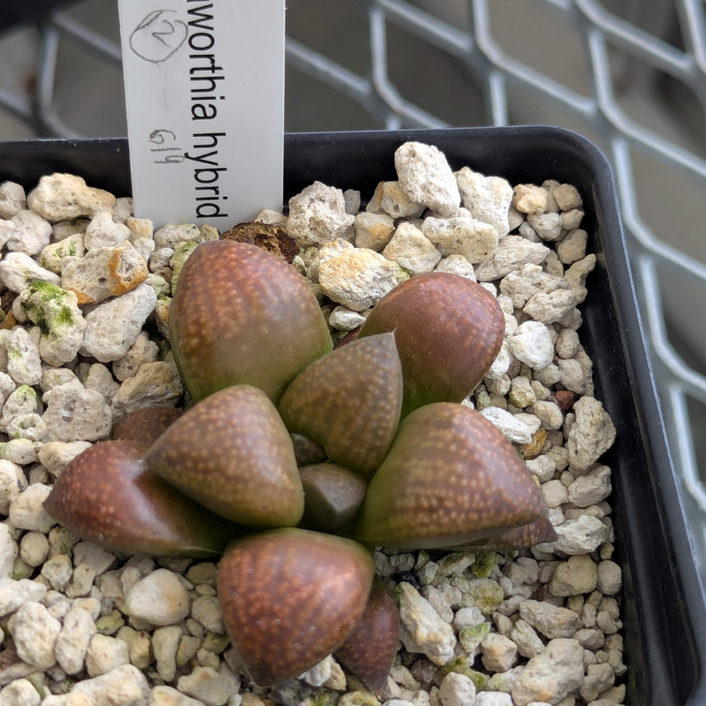 Haworthia PP619 hybrid series #12
