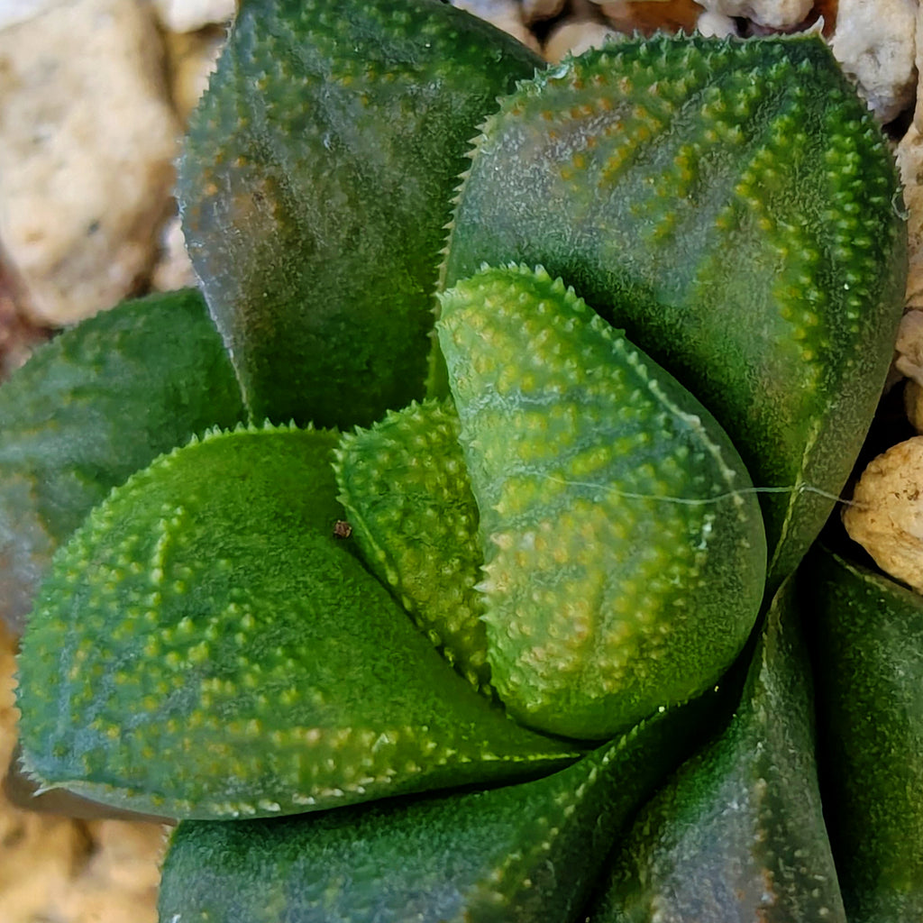 Haworthia PP661 hybrid series #12