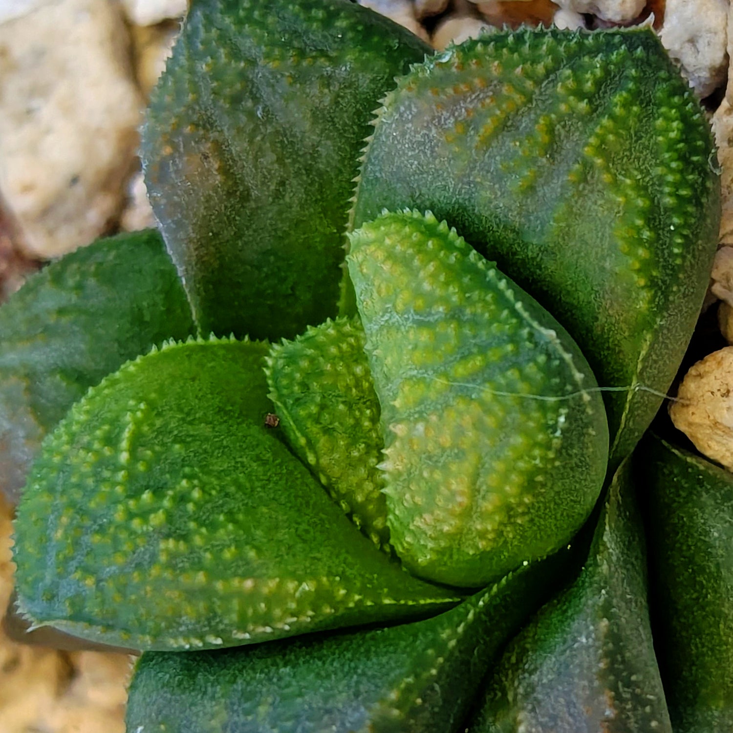 Haworthia PP661 hybrid series #12