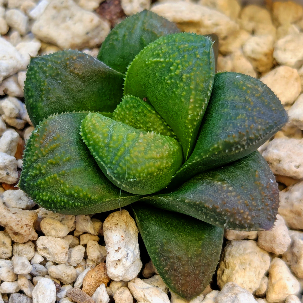 Haworthia PP661 hybrid series #12