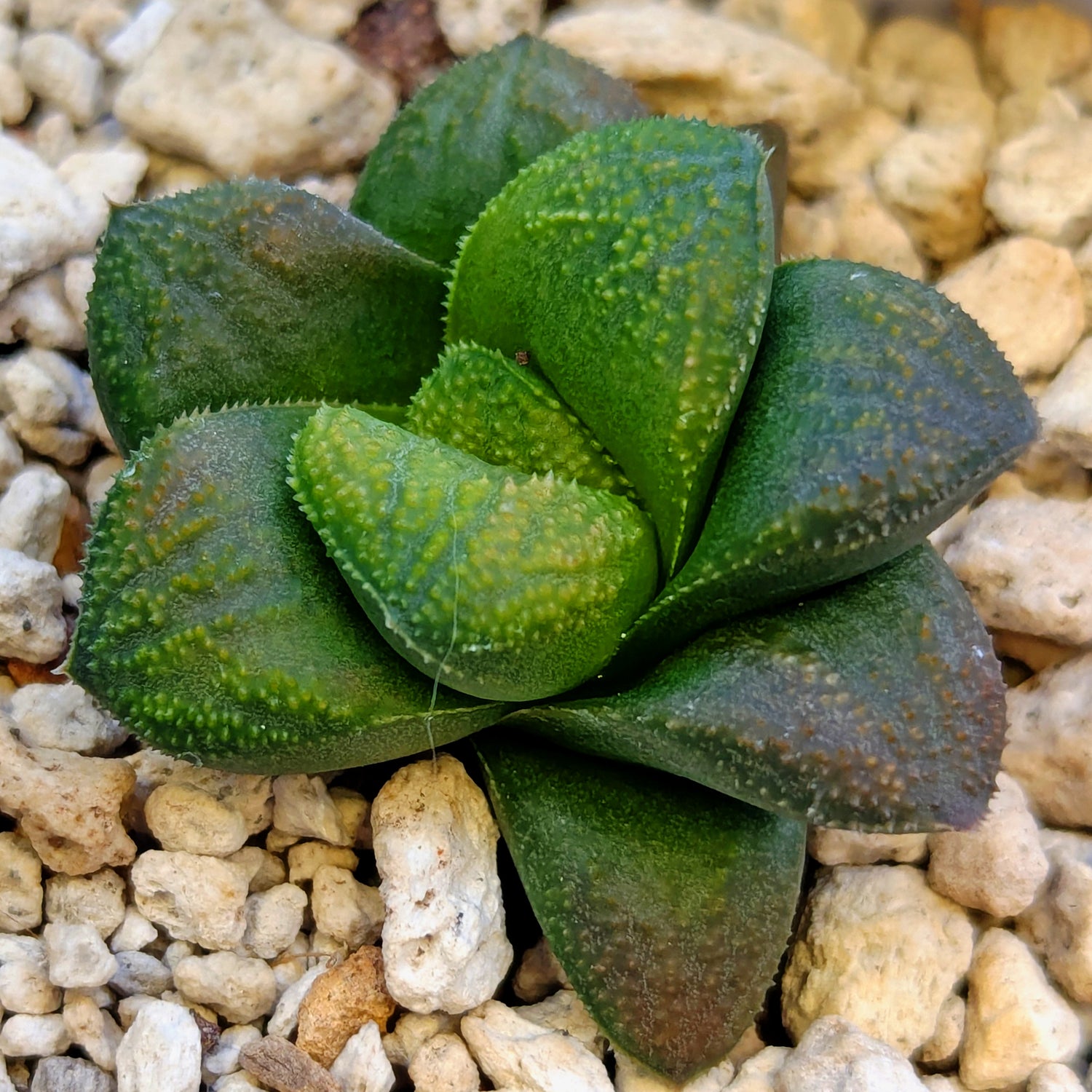 Haworthia PP661 hybrid series #12