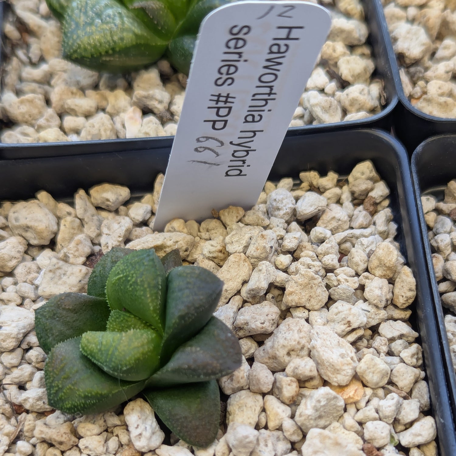 Haworthia PP661 hybrid series #12