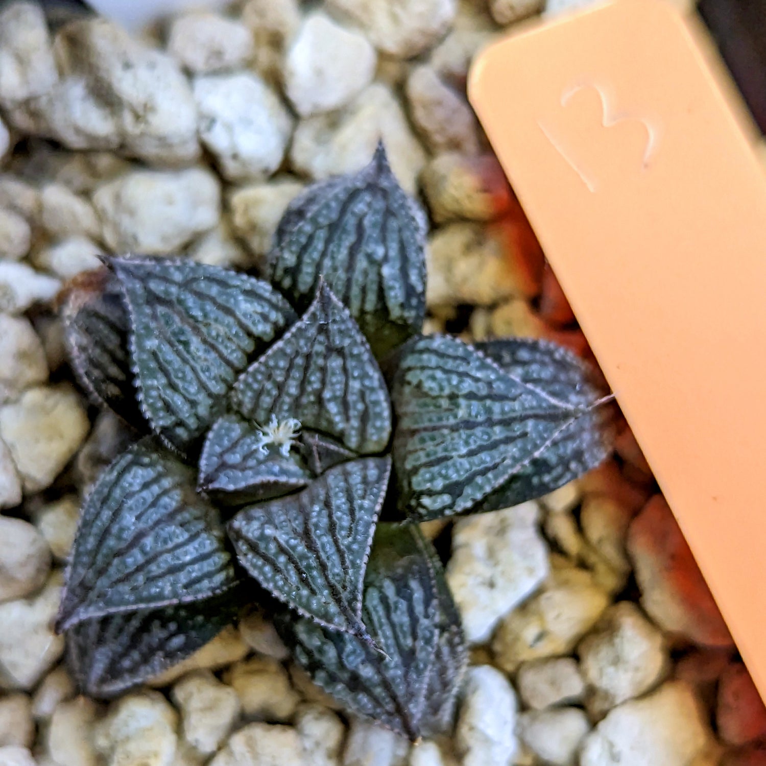 Haworthia hybrid series PP359 #13 SOLD OUT