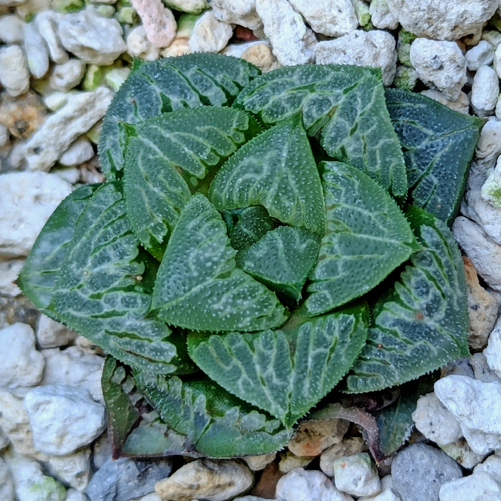 Haworthia PP326 hybrid series #13